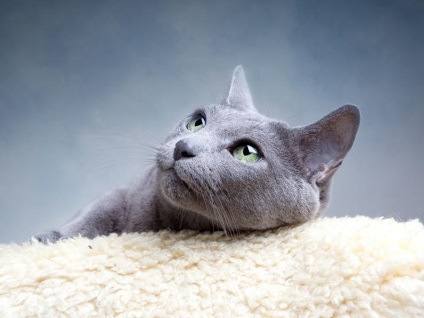 Pisica albastră rusă de pe malurile Albionului cețos - germeni ai vieții