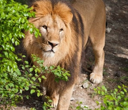 Safari Park Gelendzhik