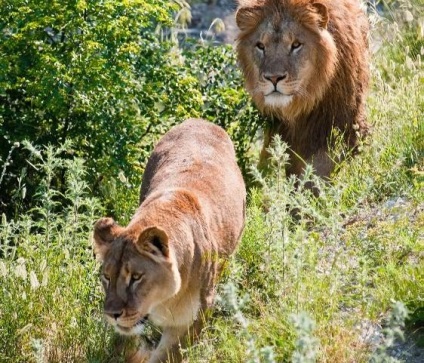 Safari Park Gelendzhik