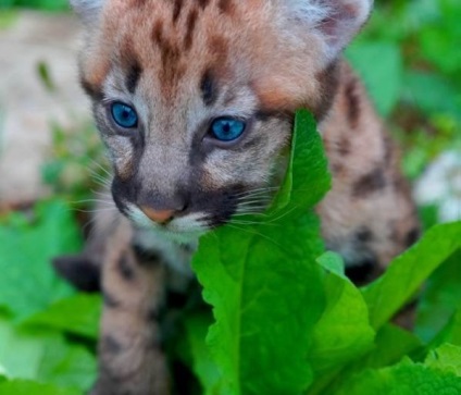 Safari Park Gelendzhik