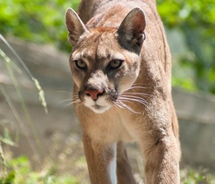 Safari Park Gelendzhik