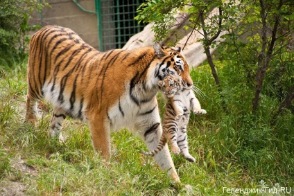 Safari Park Gelendzhik