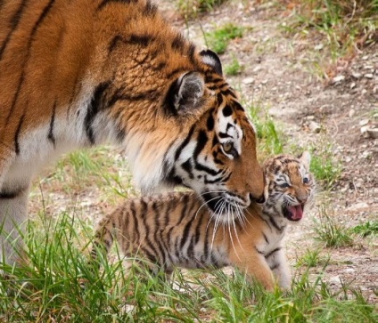 Safari Park Gelendzhik