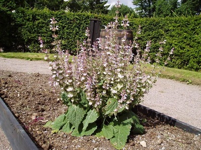 Salvia видове и сортове, отглеждане от семена