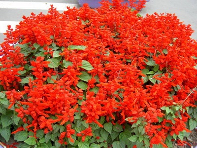 Salvia fajok és fajták, a magokból termesztve