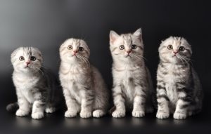 Suturi auto-absorbabile la o pisică după sterilizare, pisici și câini