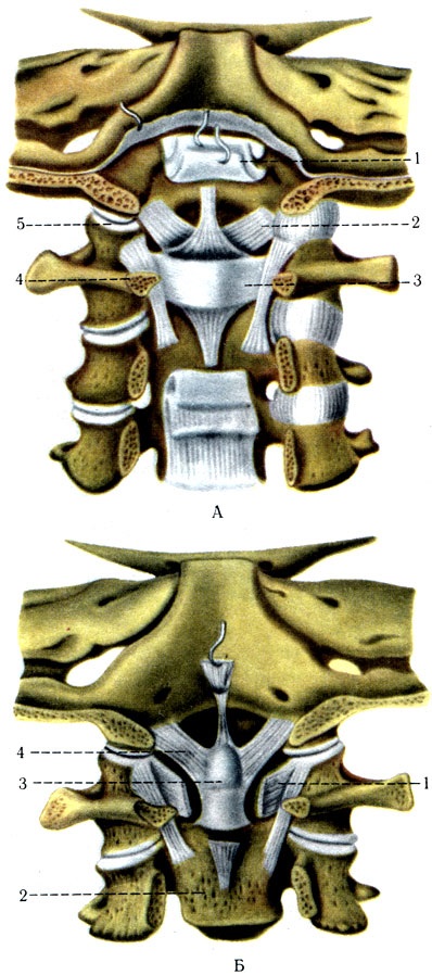 Conectarea coloanei vertebrale la craniu