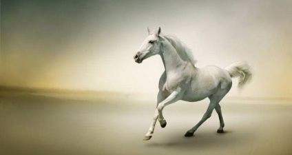 Interpretarea visului a ceea ce visează un cal alb, pentru a vedea un cal într-un vis, o descriere