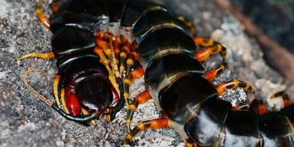 The Millipede Dreamful la ceea ce visă o Centipede într-un vis