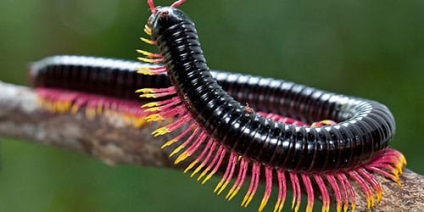 The Millipede Dreamful la ceea ce visă o Centipede într-un vis