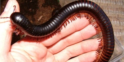 The Millipede Dreamful la ceea ce visă o Centipede într-un vis