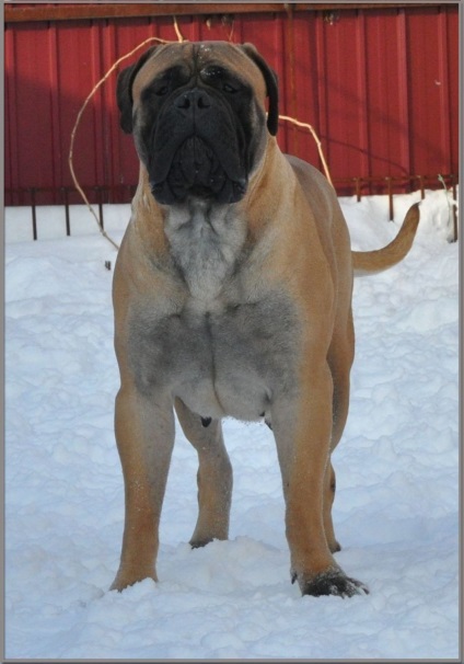 Rase standard de câini fsi bullmastiff, descriere