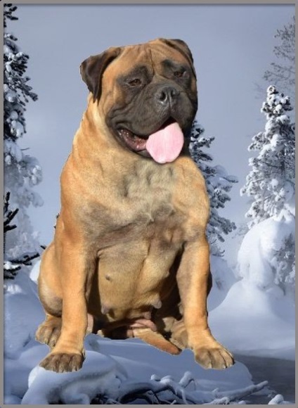 Rase standard de câini fsi bullmastiff, descriere