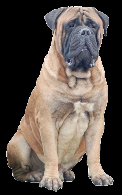 Rase standard de câini fsi bullmastiff, descriere