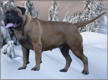 Rase standard de câini fsi bullmastiff, descriere