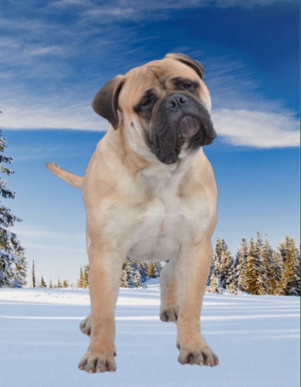 Rase standard de câini fsi bullmastiff, descriere