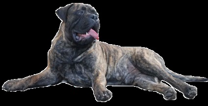 Rase standard de câini fsi bullmastiff, descriere