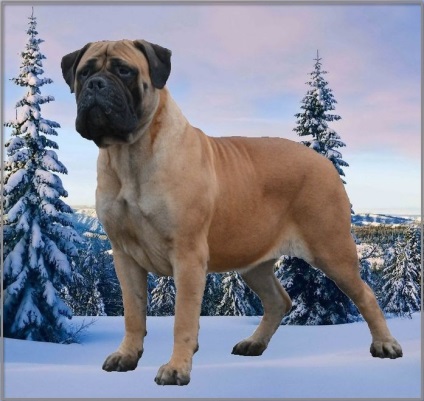 Szabványos fajták kutyák fsi bullmastiff, leírás