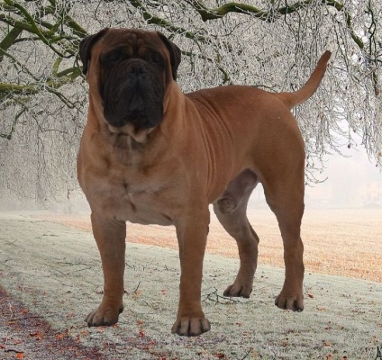 Rase standard de câini fsi bullmastiff, descriere