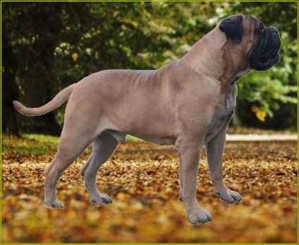 Rase standard de câini fsi bullmastiff, descriere