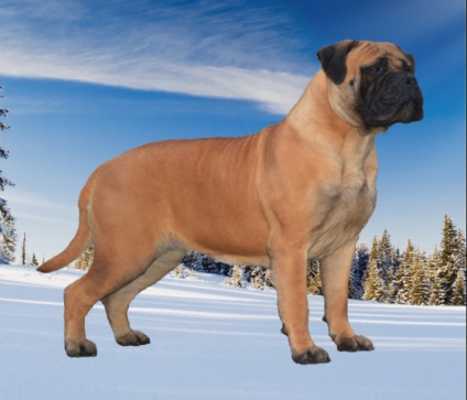 Rase standard de câini fsi bullmastiff, descriere