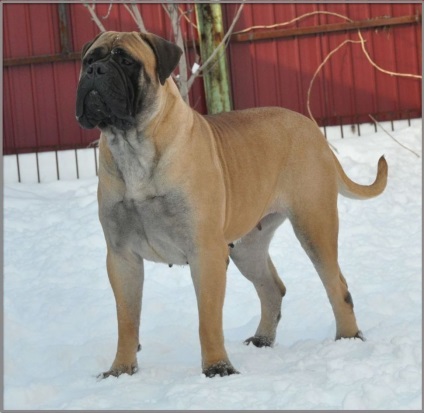 Rase standard de câini fsi bullmastiff, descriere