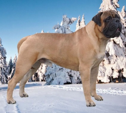 Rase standard de câini fsi bullmastiff, descriere