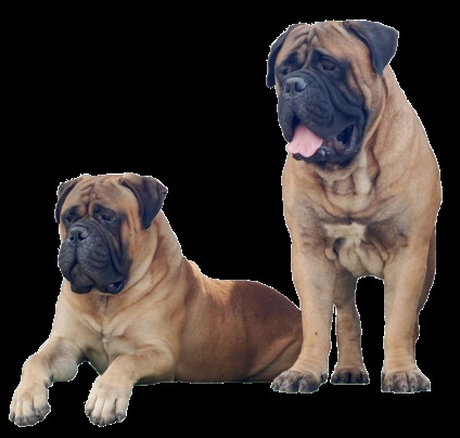 Rase standard de câini fsi bullmastiff, descriere