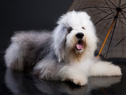 Old Sheepdog (Bobtail) - descrierea rasei