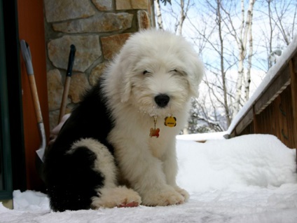 Old Sheepdog (Bobtail) - descrierea rasei