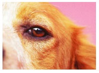 Cikkek, a kutyák enciklopédiája, a fülek és a szem betegségei