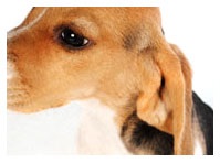 Cikkek, a kutyák enciklopédiája, a fülek és a szem betegségei