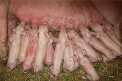 Articole pe porci de reproducție la piginfo, cum să obțineți cele 30 de purcei pe scroafă pe an