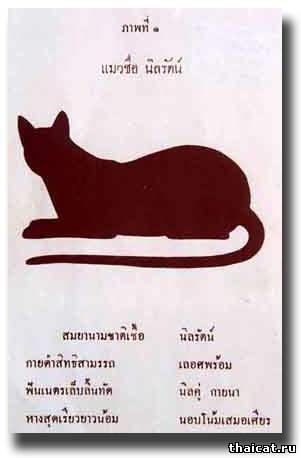Pisici și pisici thailandeze