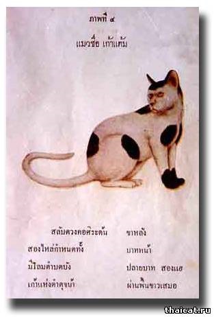 Pisici și pisici thailandeze
