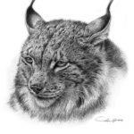 Lynx tatuaj, atrag atenția asupra ta, fotografii și schițe