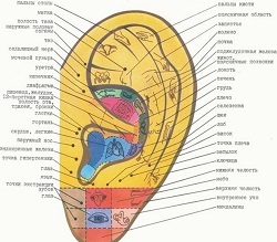 Puncte pe urechile responsabile de organele punctelor de acupunctura