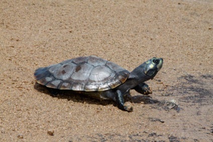 Top 10 din cele mai mari țestoase din lume