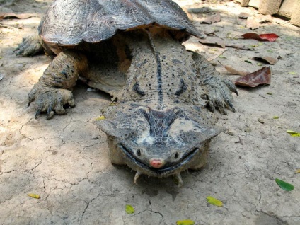 Top 10 din cele mai mari țestoase din lume