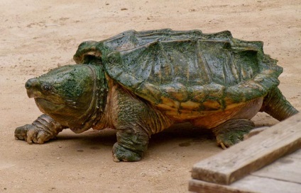 A világ legnagyobb teknősök közül a 10 legnagyobb