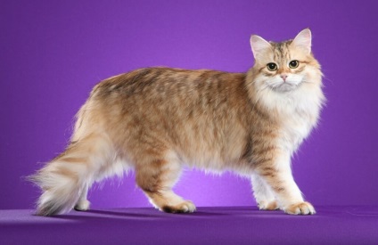 Top 5 din cele mai mari rase de pisici din lume