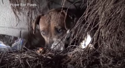 Egy megérintő történet egy kutyáról, amely minden kiskutyát látott, amit az emberek elvettek