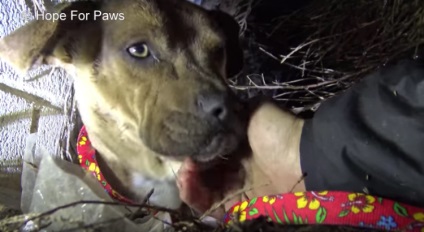 Egy megérintő történet egy kutyáról, amely minden kiskutyát látott, amit az emberek elvettek