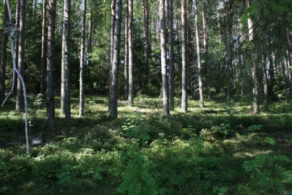 Pensiunea din Karelia este o fermă din Karelia