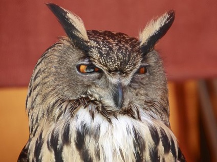 Oamenii de stiinta au aflat ca simbolul cunoscatorilor este Owl Owl