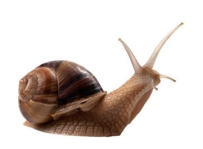 Snail - poze pentru copii, poze