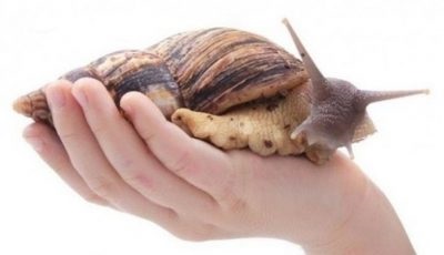 Snail - poze pentru copii, poze