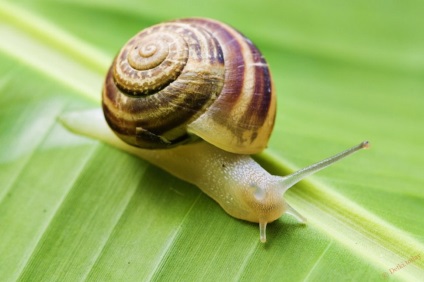 Snail - poze pentru copii, poze