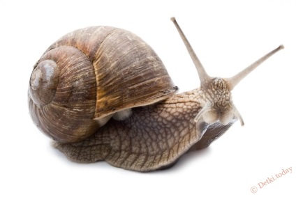 Snail - poze pentru copii, poze