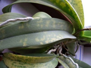 Orhideele devin frunze galbene - ce să facă video, cauze și eliminări, boli și dăunători